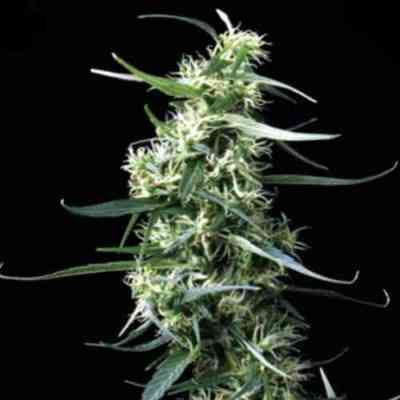 Green House Thai > Green House Seed Company | Feminisierte Hanfsamen  |  Sativa